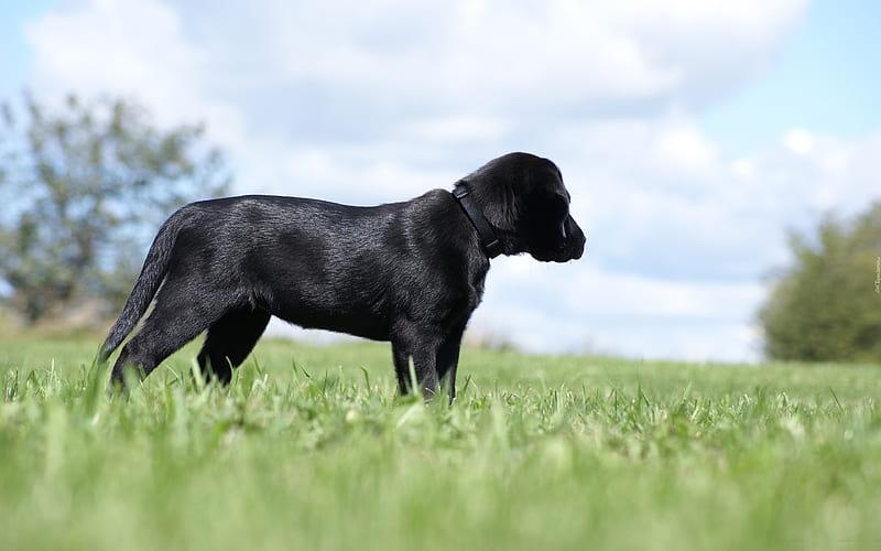 Black labrador, puppy, black retriever, lawn, dogs, bokeh, cute animals, sad dog, pets, labradors, black dog, HD wallpaper