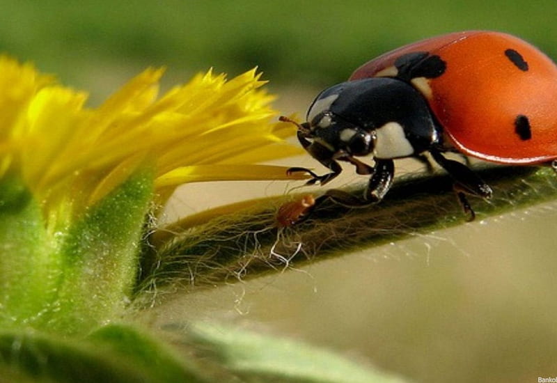 ladybug on a yellow sheet, yellow, ladybug, tree, sheet, HD wallpaper