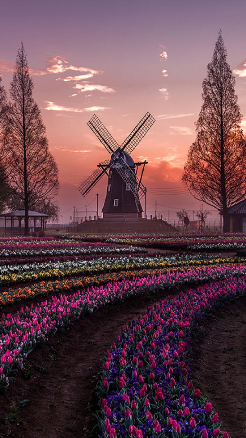 Windmill Wallpapers Download | MobCup