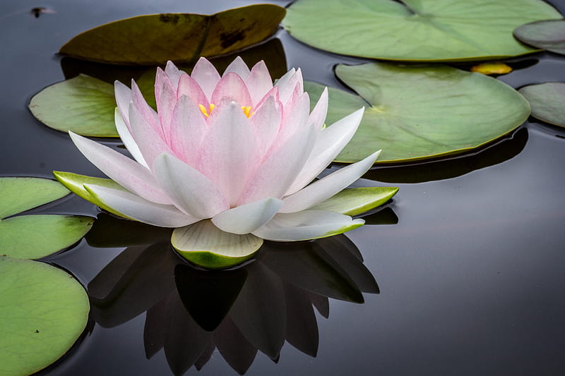 rule of thirds graphy of pink and white lotus flower floating on body of water, HD wallpaper