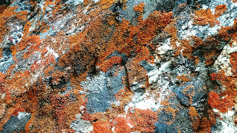 Orange Lichen, lichen, nature, rock, HD wallpaper