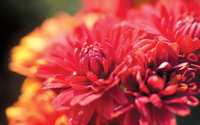 Close up of flowers, HD wallpaper