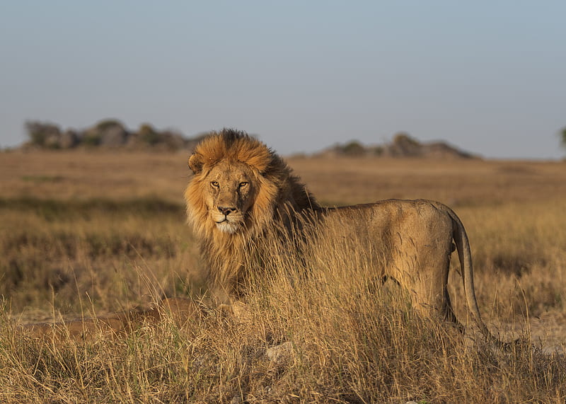 Cats, Lion, Serengeti, HD wallpaper