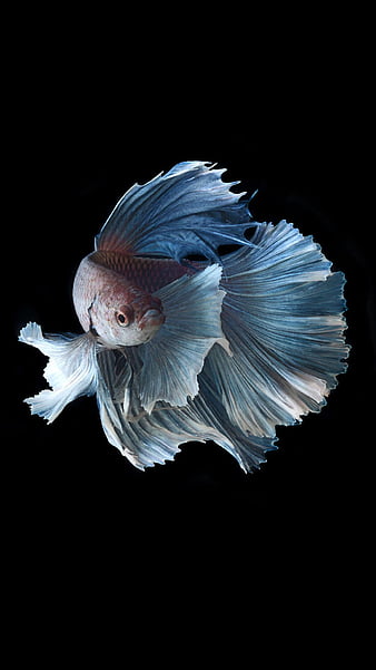 Betta test, black, blue, fighting fish, fish, red, HD phone wallpaper