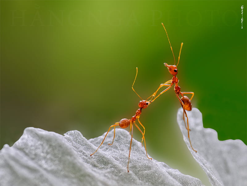 Ant Talk, talk, macro, insect, green background, ants, HD wallpaper