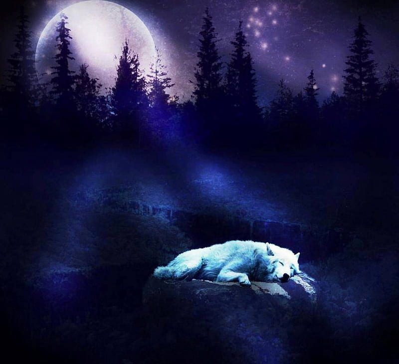 SLEEPING IN THE MOONLIGHT, Moonlight, nature, Sleeping, Wolf, sky, anmals, HD wallpaper