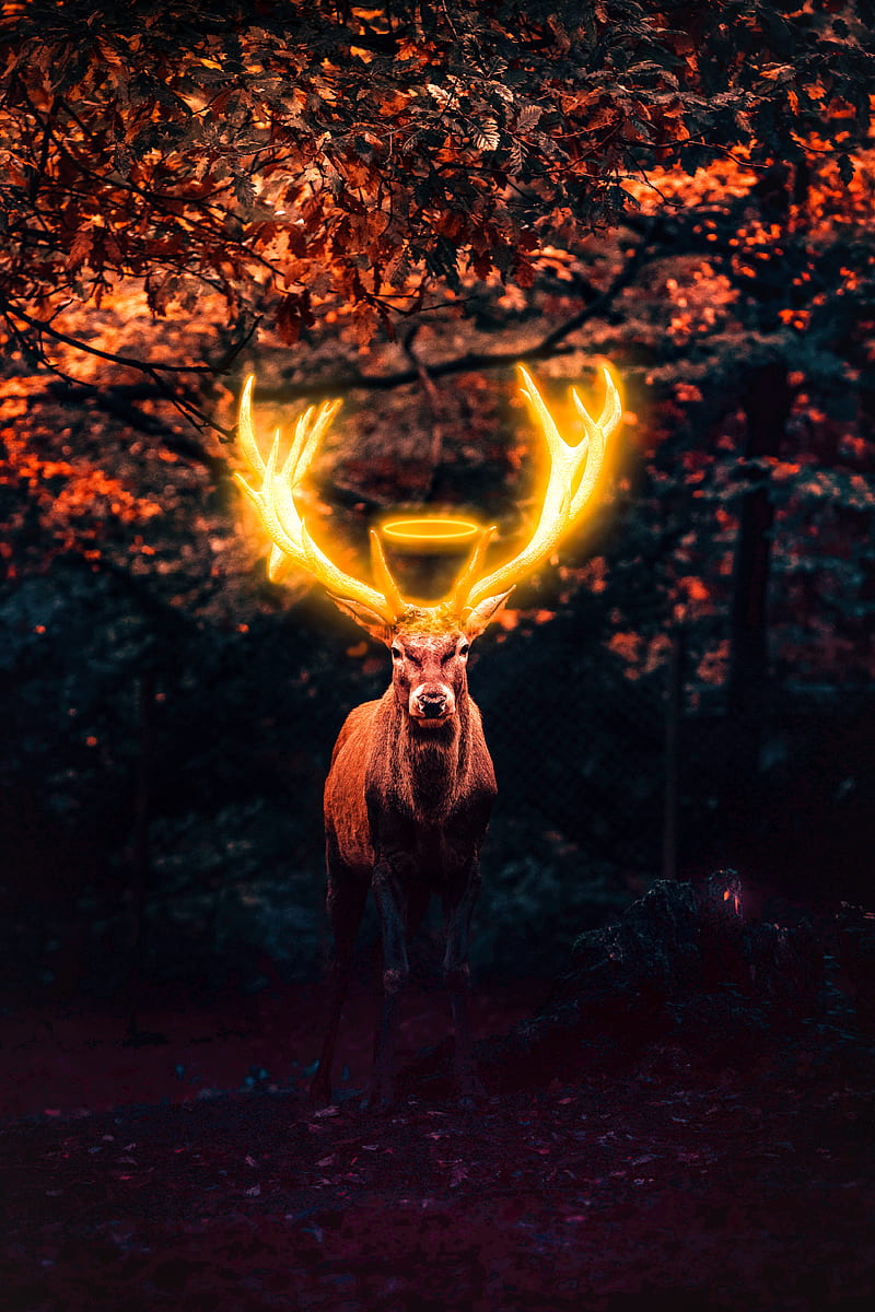 Golden Deer, animal, deer, glow, gold, moody, HD phone wallpaper | Peakpx