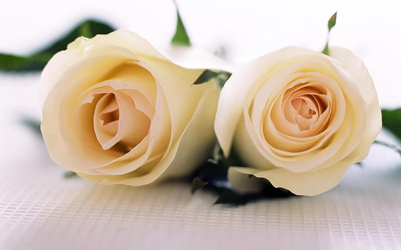 Perfectly Roses, rose, two, roses, tender, softly, creme, HD wallpaper