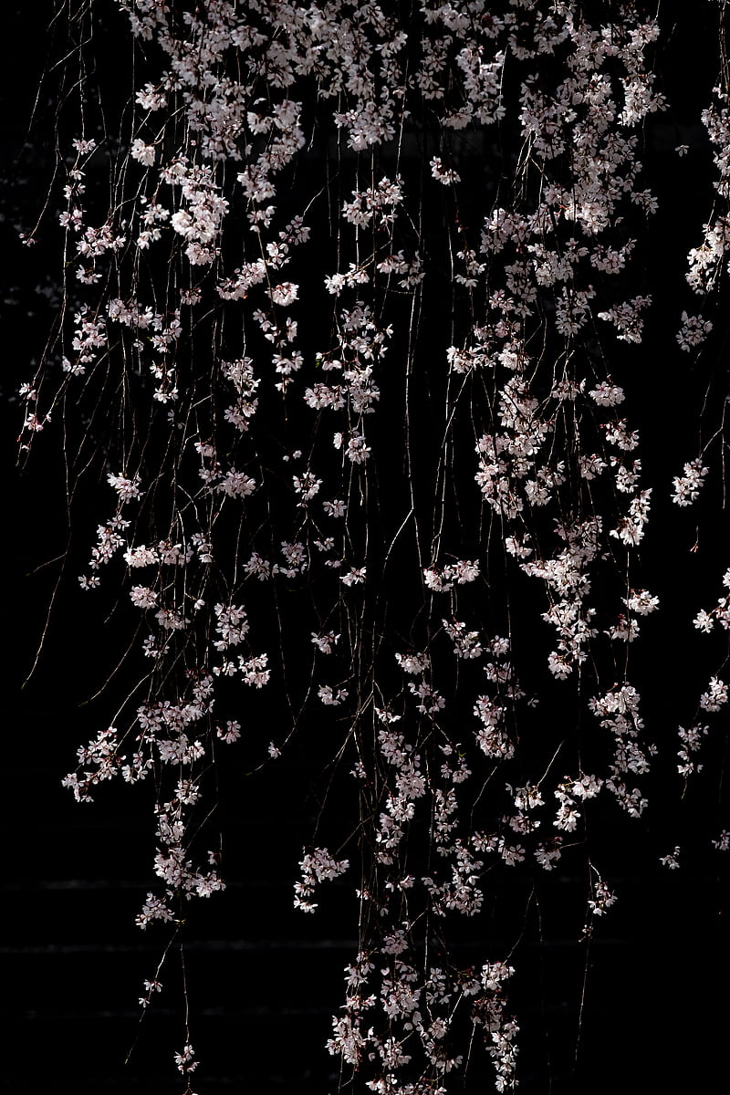 Cherry flowers branches macro black HD phone wallpaper  Peakpx