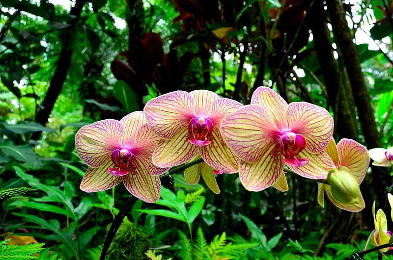 Orchids in Forest in Hawaii, forest, exotic, hawaii, big island, orchids, paradise, flower, rainforest, flowers, gardens, garden, tropical, hawaiian, HD wallpaper