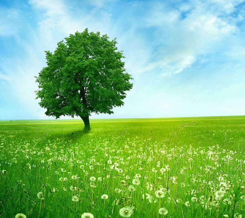 Beautiful Nature, field, flowers, grass, landscape, new, nice, tree, HD wallpaper