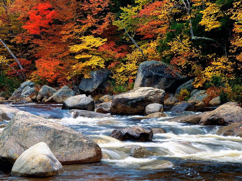 White Mountains, New Hampshire, stream, rocks, autumn leaves, trees, HD wallpaper