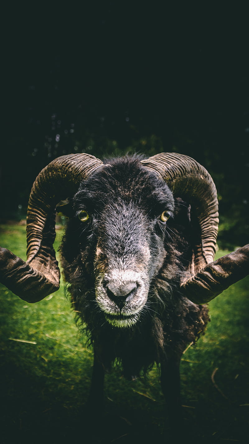 Looking at you, animal, billy goat, bock, buck, goat, highendhashtag, local wildlife, ram, HD phone wallpaper