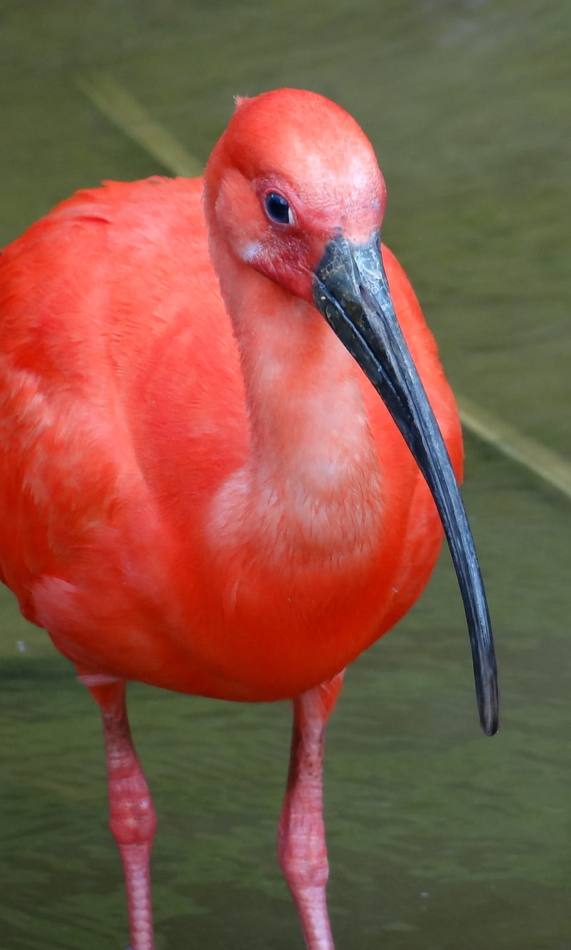 Scarlet ibis, bird, brazil, guara, HD phone wallpaper