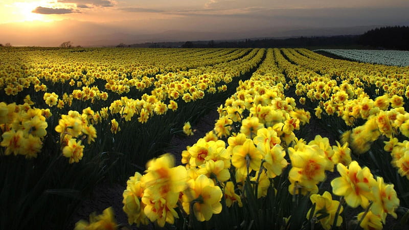 Beautiful Yellow Daffodil Flowers Field During Sunset Flowers, HD wallpaper