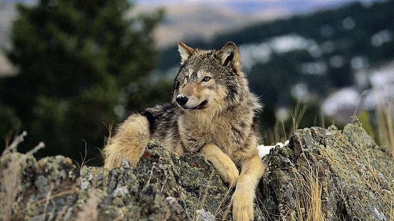 A Beautiful Wolf, cute, wonderful, nature, magnificent, lonly, HD wallpaper