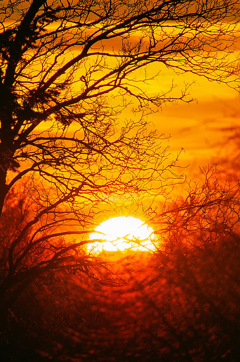 Sunset, red, sun, tree, yellow, HD phone wallpaper