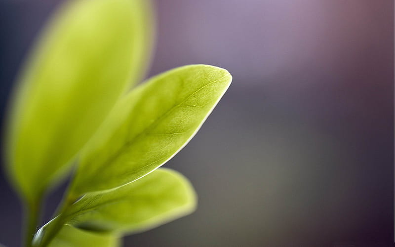spring bud-2012 Natural plant Featured, HD wallpaper