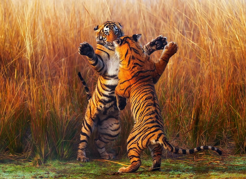 Two Tiger Fightining, tiger, animals, HD wallpaper