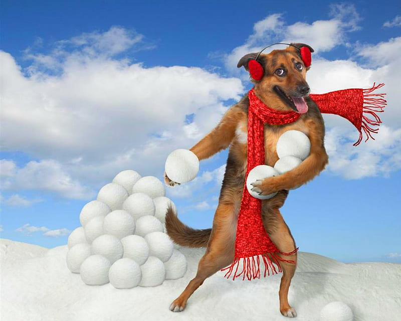 Dog and Snowballs, Christmas, snowballs, animal, dog, HD wallpaper | Peakpx