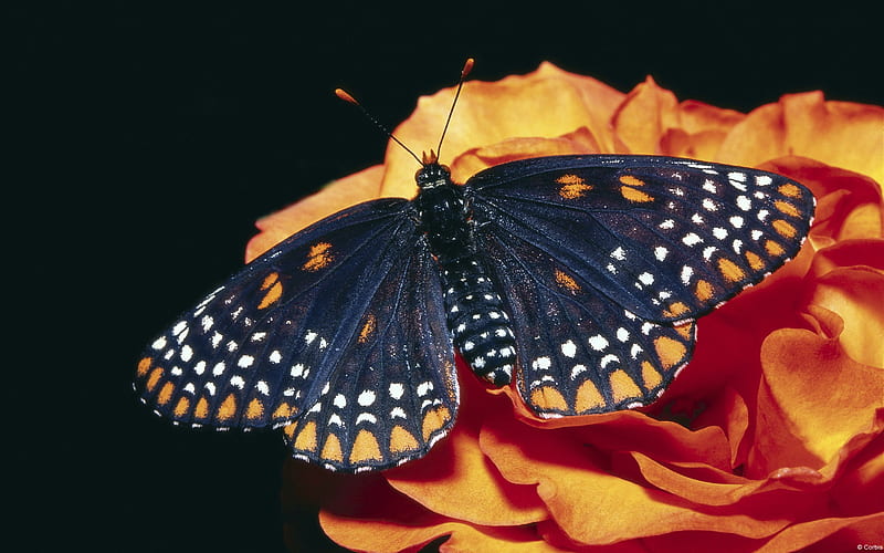 Baltimore butterfly-Windows 10, HD wallpaper