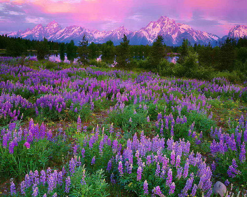 Purple world, world, colorful, bonito, snowy, floral, mountain, perple ...