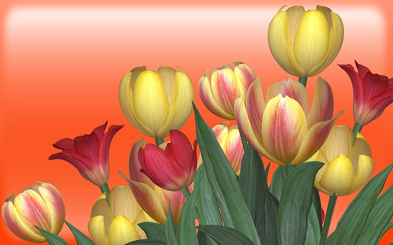 Tulips on gradient, red, yellow, green, orange, tulips, HD wallpaper