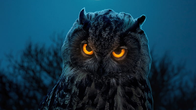 Owl With Yellow And Black Eyes Birds, HD wallpaper