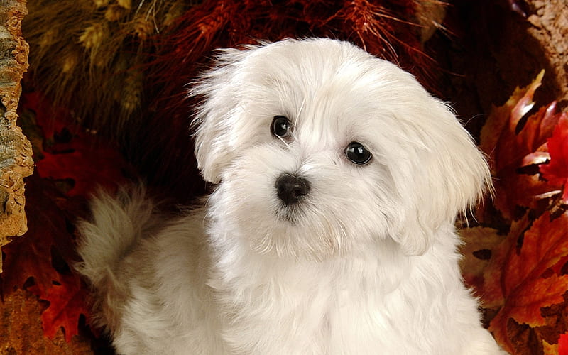 Lovely Little White Fluffy Puppy 16, HD wallpaper