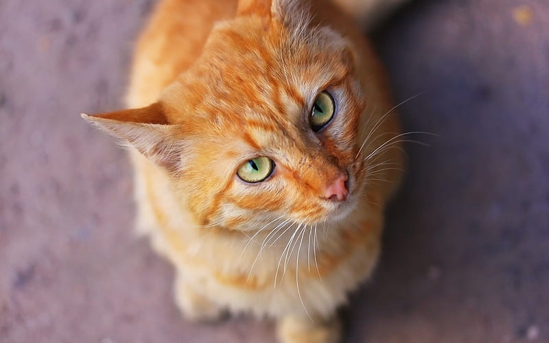 ginger cat, green eyes, cute animals, cats, pets, British cat, HD wallpaper