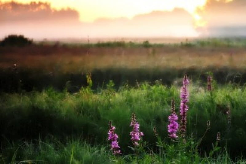 Touch of Lavender, lavender, nature, fields, wild flowers, HD wallpaper