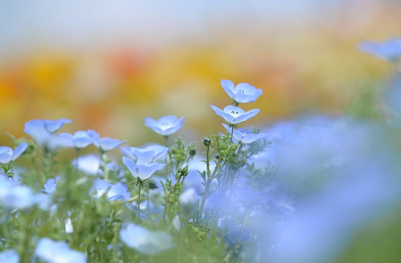 *** Beautiful and delicate ... ***, len, niebieski, kwiaty, nature, HD wallpaper