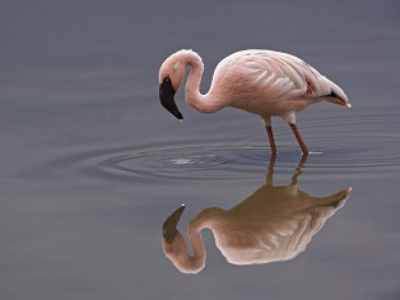 Untitled , kenya, flamingo, lake nakuru, africa, lake nakuru national park, lesser flamingo, HD wallpaper
