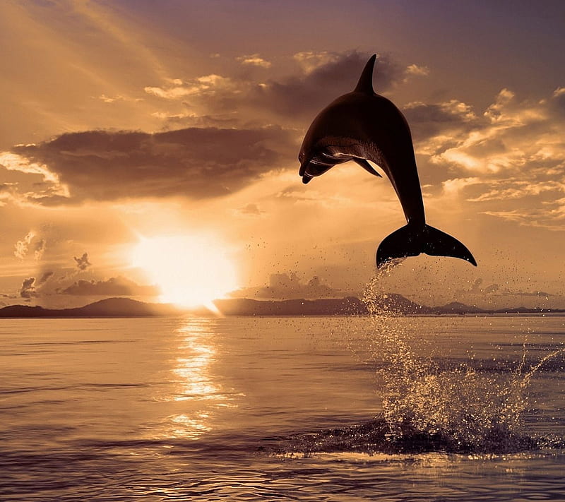 Dolphin Jump, sunrise, HD wallpaper