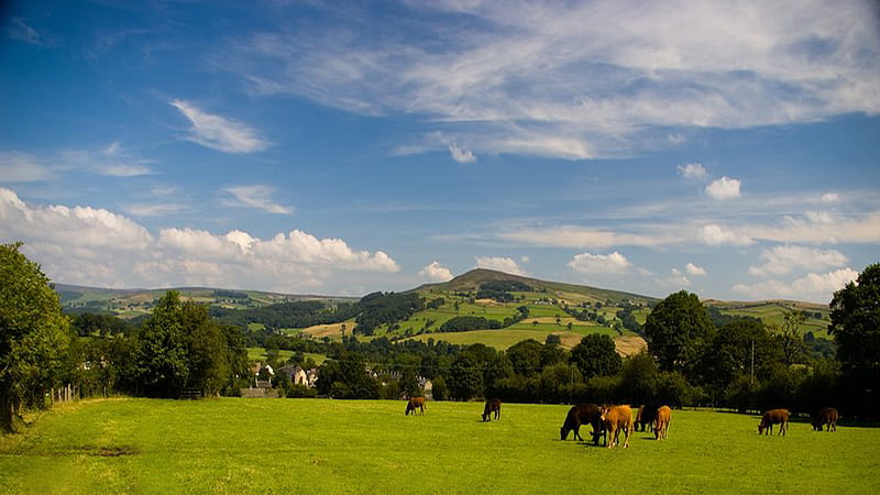 Yorkshire Dales National Park, england, park, yorkshire, trees, green, cattle, mountains, summer, season, great britain, field, cows, meadow, dales, HD wallpaper