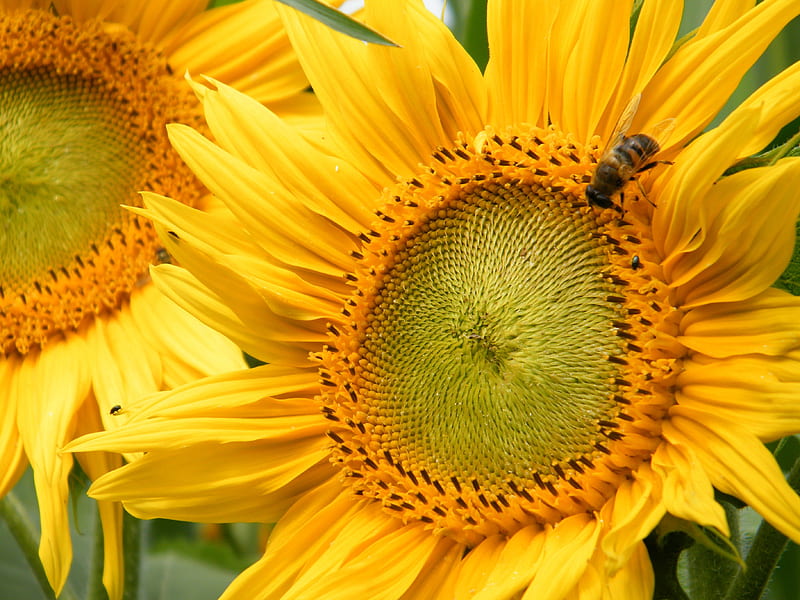 Bee_2, bee, flower, yellow, makro, sunflower, HD wallpaper