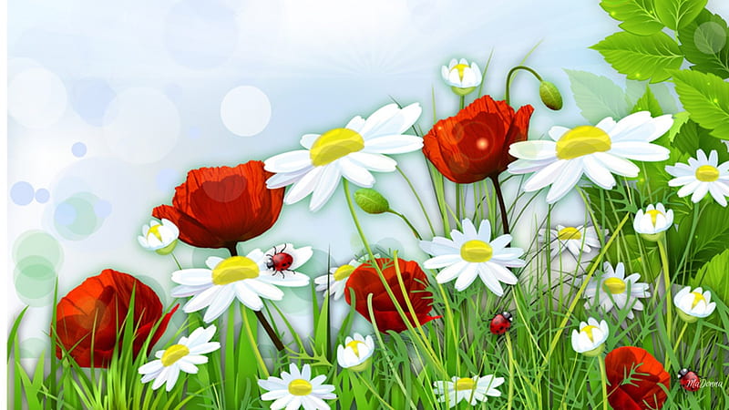 The Wild Flowers, wild flowers, poppies, spring, daisies, bright, summer, chamomile, garden, ladybugs, light, insects, HD wallpaper