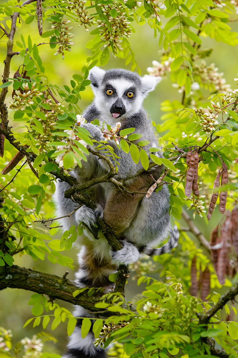 lemur, tree, branches, animal, funny, protruding tongue, HD phone wallpaper