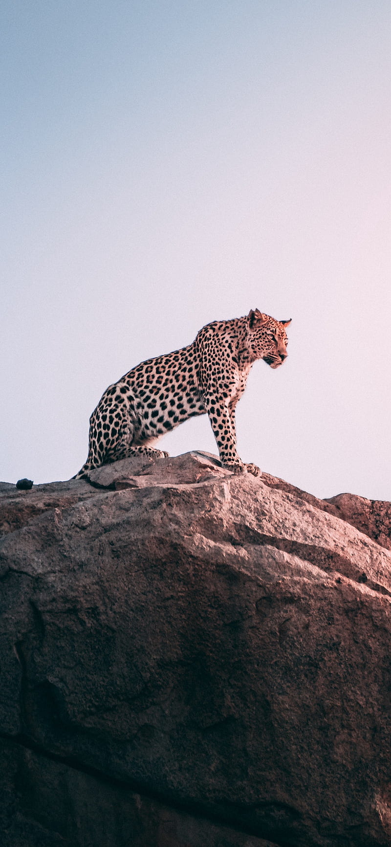 Leopard, wild, animal, big cat, predator, panther, HD phone wallpaper