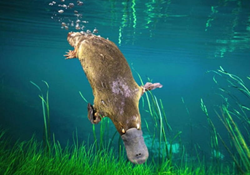 Platypus Diving, platypus, stream, swimming, diving, HD wallpaper
