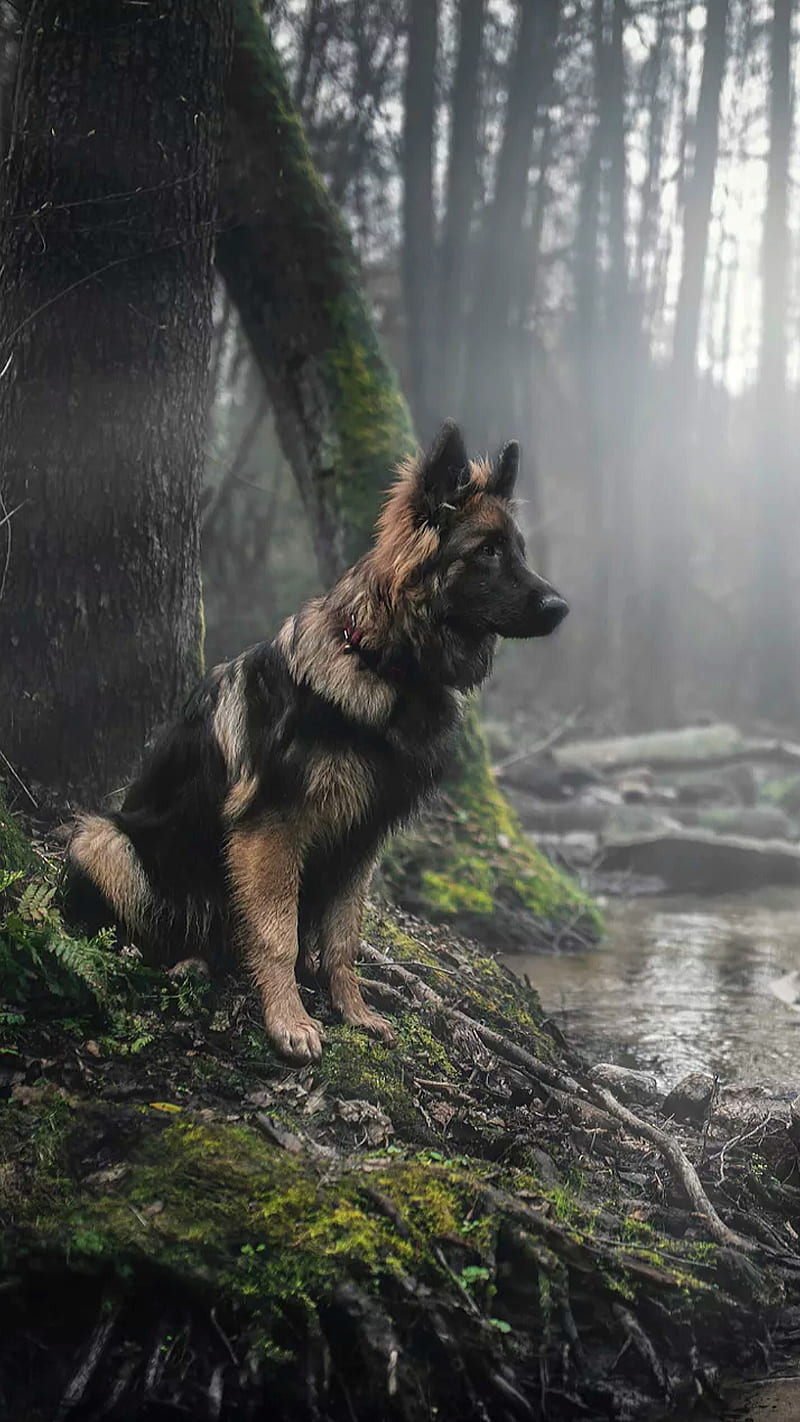 Lonely dog, german, shepherd, forest, river, animal, HD phone wallpaper
