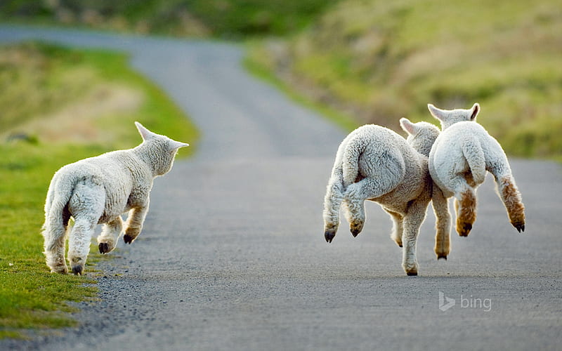 Three lambs frolicking in Christchurch New Zealand, Christchurch, Frolicking, Three, In, Lambs, HD wallpaper