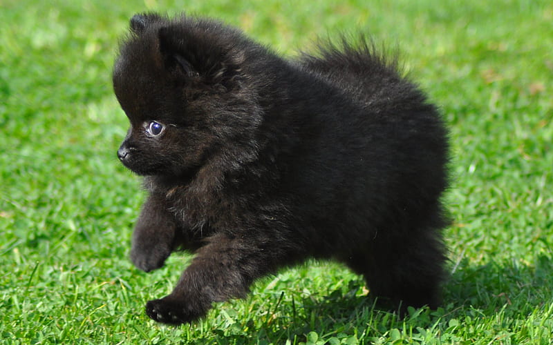 black spitz, puppy, black pomeranian, puppies, dogs, pomeranian, cute animals, spitz, HD wallpaper