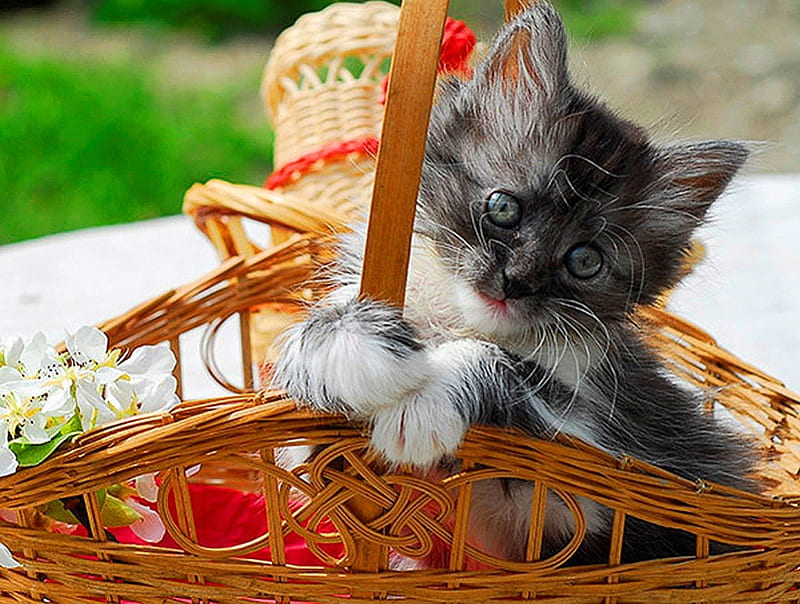 Cat in basket, pretty, little, lovely, black and white, cat, outdoors, animal, play, cute, basket, kitten, HD wallpaper