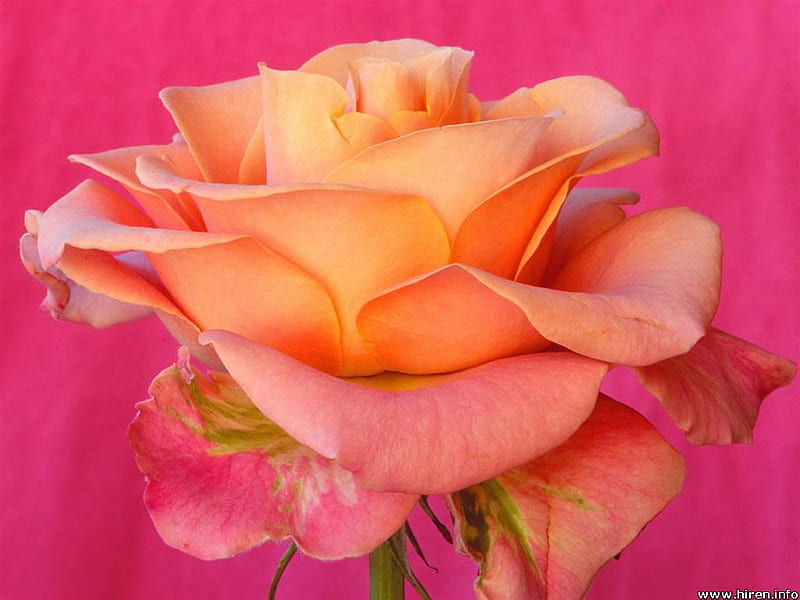 Pretty and pink, pretty, rose, open, petal, pink, stem, leaf, HD wallpaper