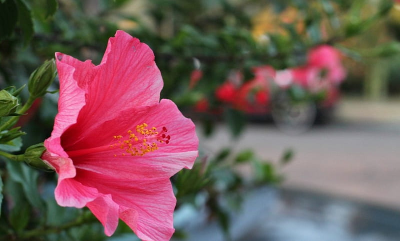 Hibiscus Flowers Pink Nature Hd Wallpaper Peakpx 4947