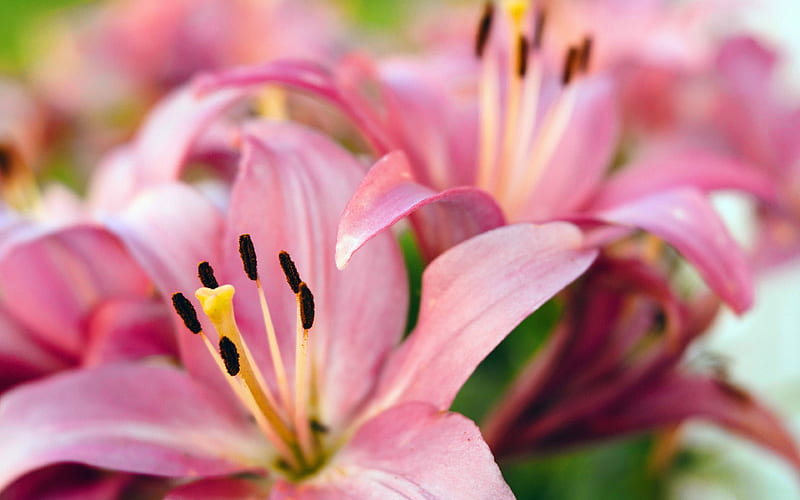 pink lilies macro, pink flowers, Lilium, lilies, beautiful flowers, HD wallpaper