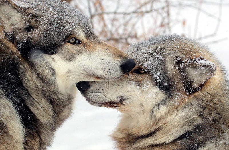 Wolves in Winter, predator, nature, wolf, snow, HD wallpaper | Peakpx