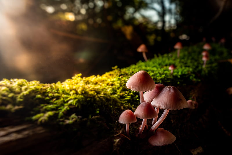 mushrooms, macro, moss, closeup, HD wallpaper
