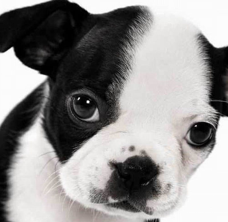 BOSTON TERRIER, terrier, cute, black, white, HD wallpaper